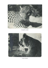 Carica l'immagine nel visualizzatore di Gallery, Maria Liccione Borziani - RICORDI D’AFRICA, Vita coloniale in Somalia - Edizioni San Lorenzo