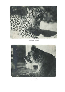 Maria Liccione Borziani - RICORDI D’AFRICA, Vita coloniale in Somalia - Edizioni San Lorenzo